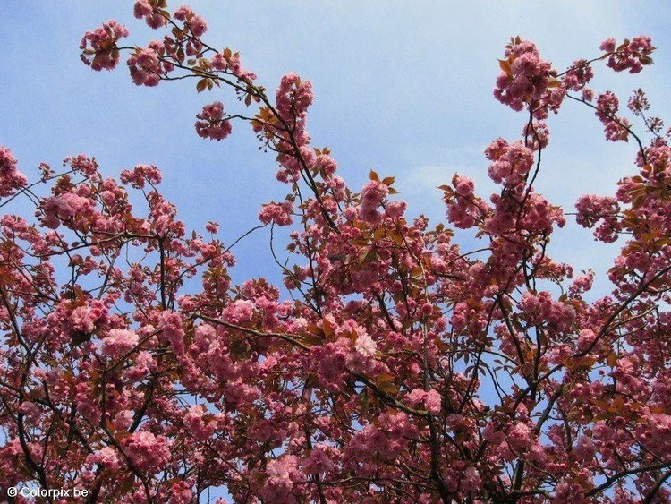 Photo japanese cherry tree 2