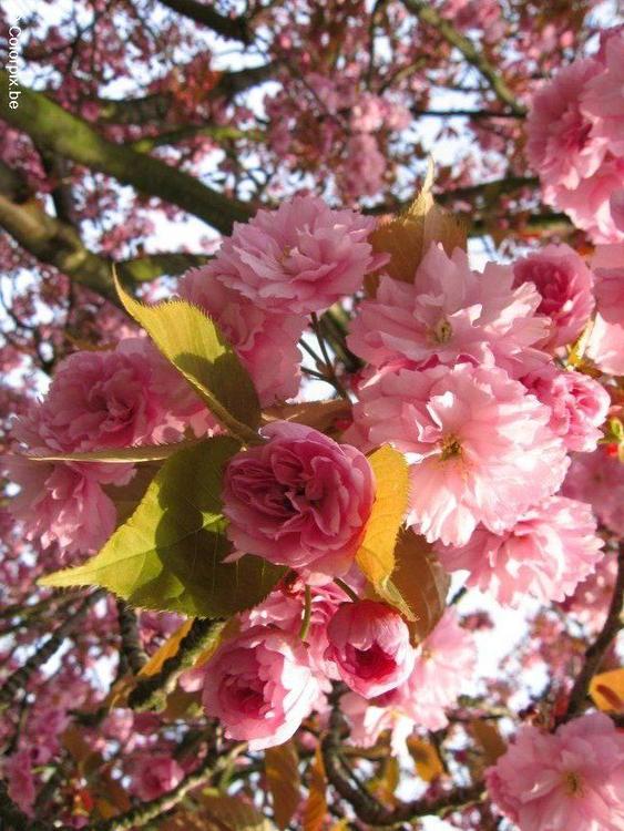 japanese cherry tree