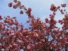 photo japanese cherry tree 2