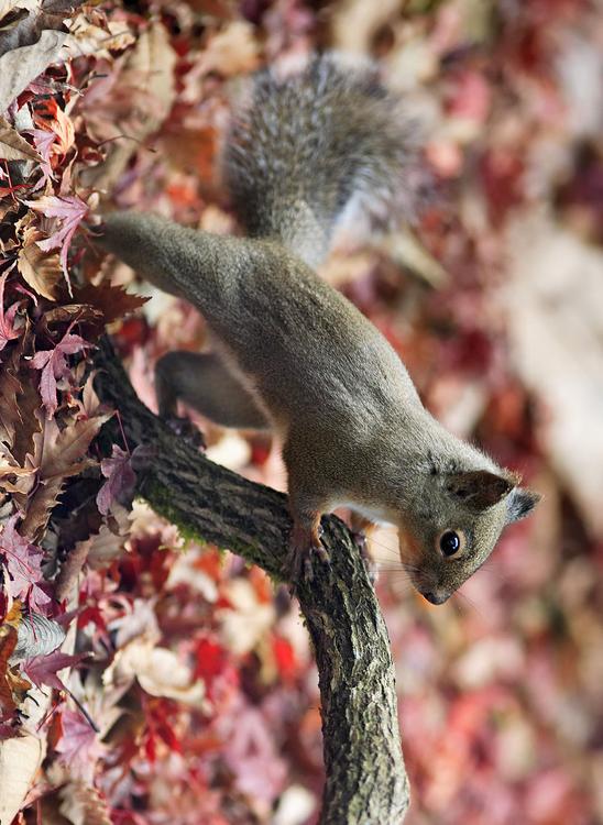 Japanese Squirrel