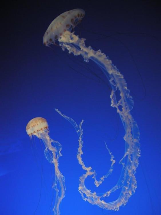 jellyfish