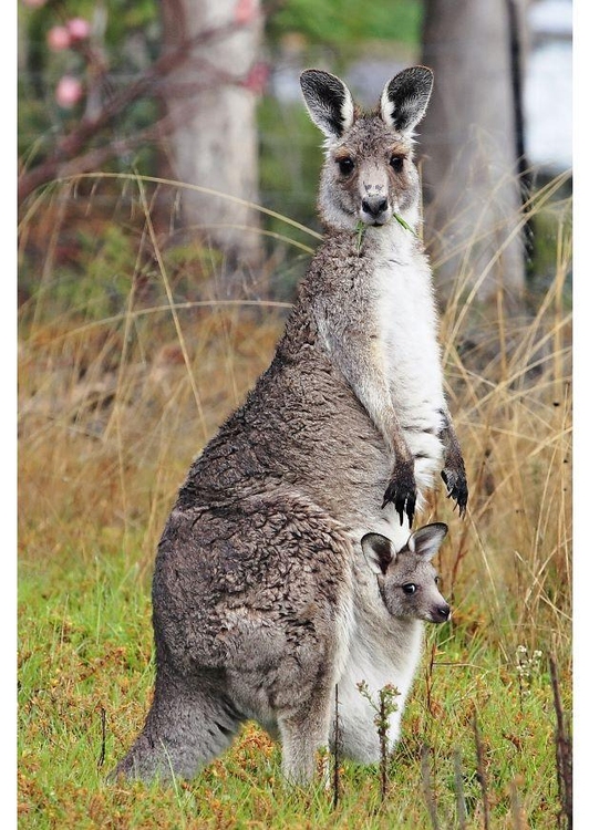 Photo kangaroo