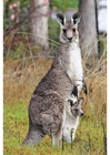 kangaroo