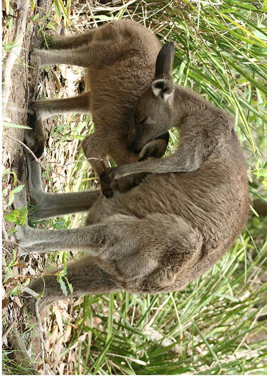 kangaroo with joey