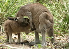 kangaroo with joey