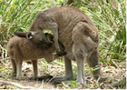 Photos kangaroo with joey