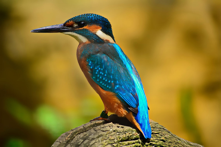 Photo kingfisher