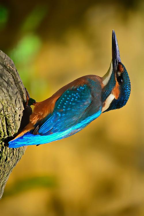 kingfisher