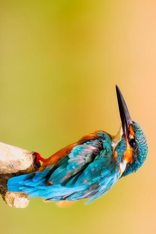 kingfisher