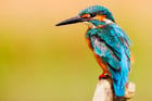 Photos kingfisher