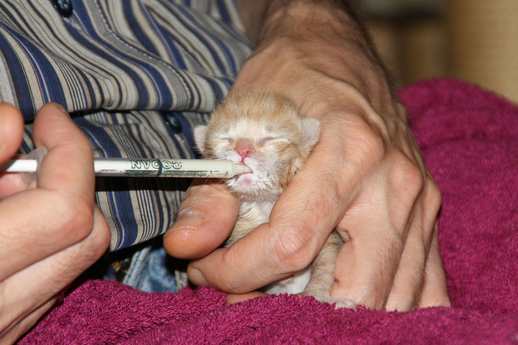 Photo kitten nursing