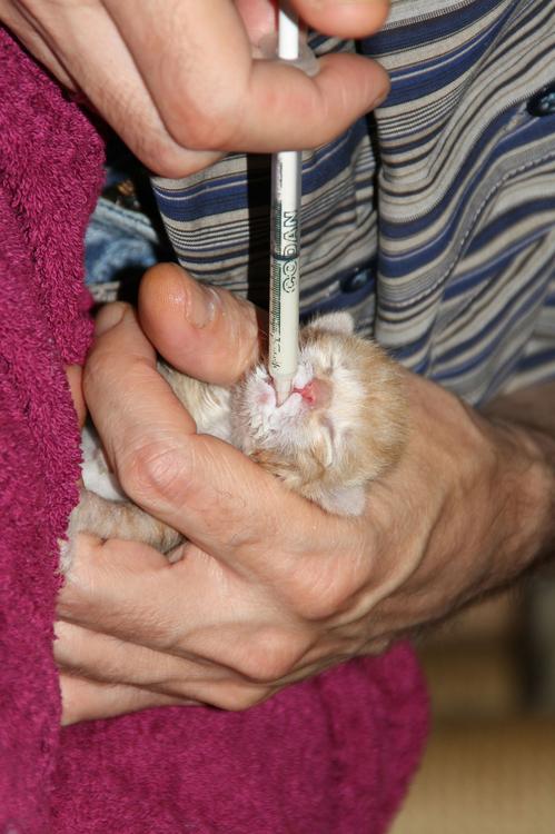 kitten nursing