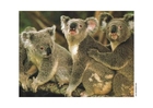 Photo koala