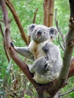 Photo koala