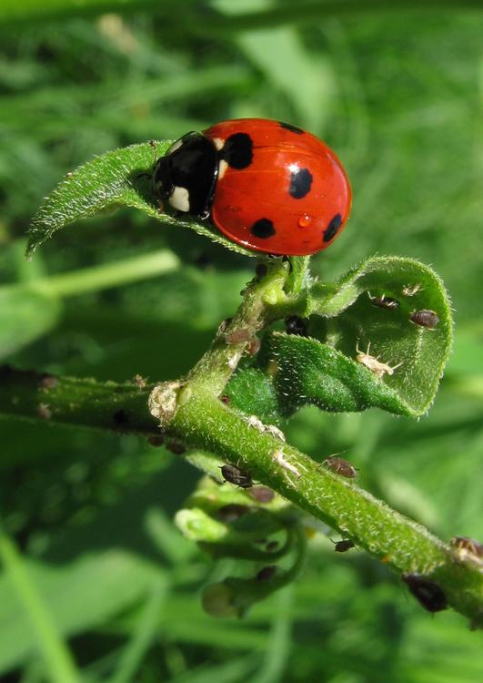 ladybird with plant louse