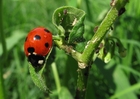 Photos ladybird with plant louse