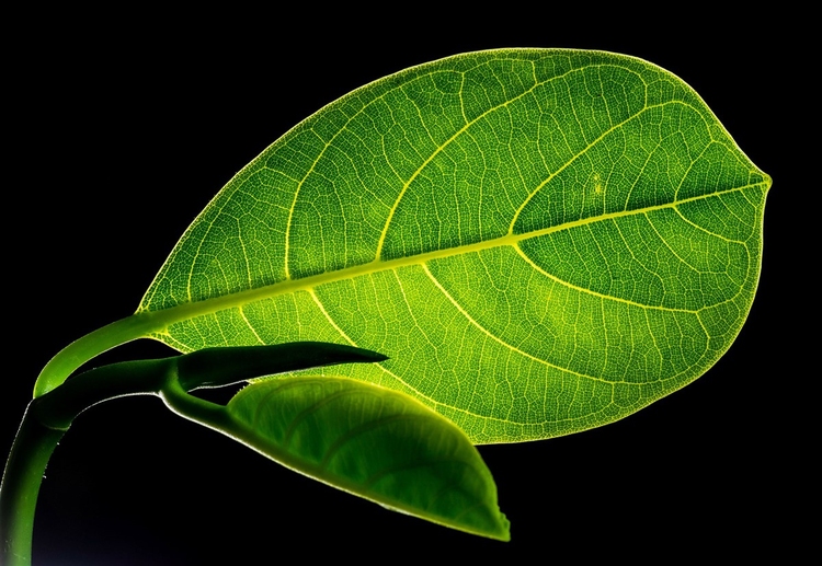 Photo leaf with veins