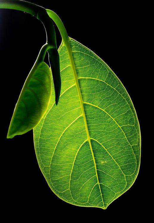 leaf with veins