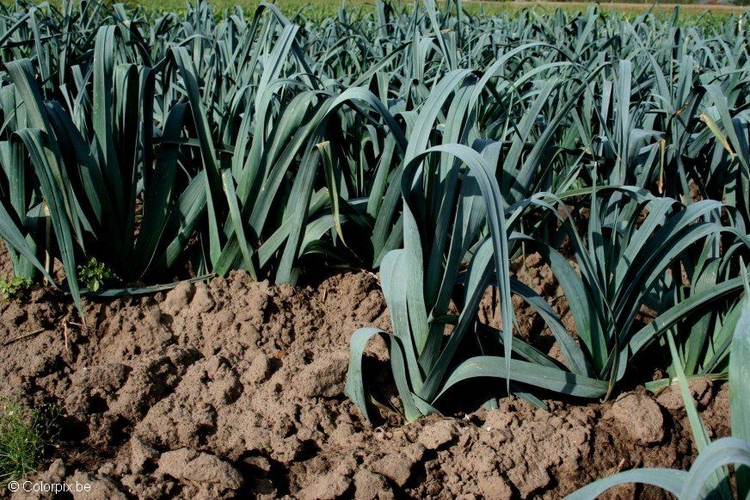 Photo leek field