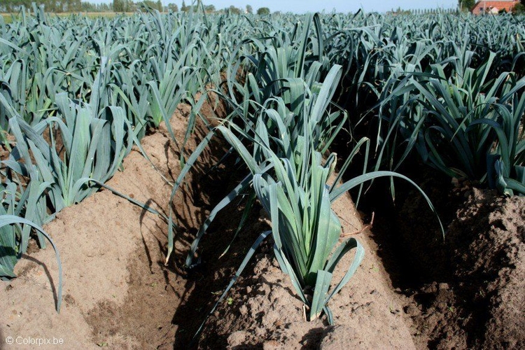 Photo leek field