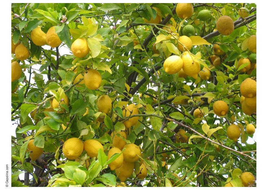Photo lemon tree