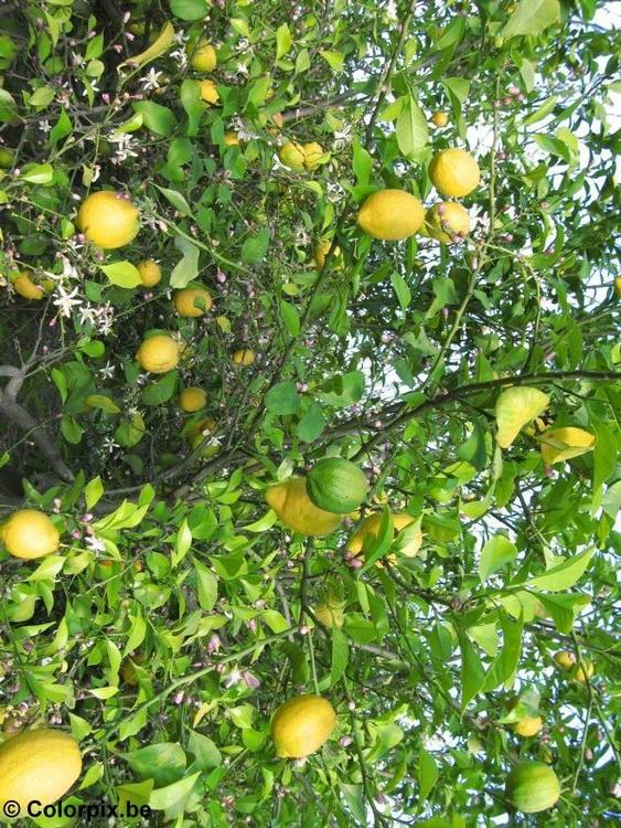 lemon tree