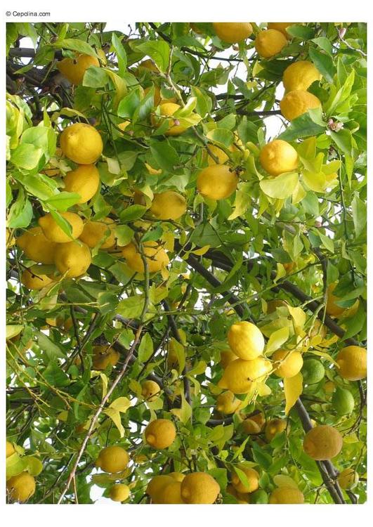 lemon tree