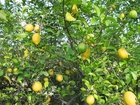 Photo lemon tree