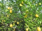 Photo lemon tree