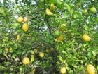 lemon tree