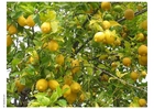Photos lemon tree