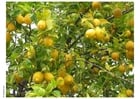 Photo lemon tree