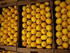 Photo lemons