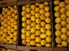 lemons