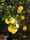 Photo lemons