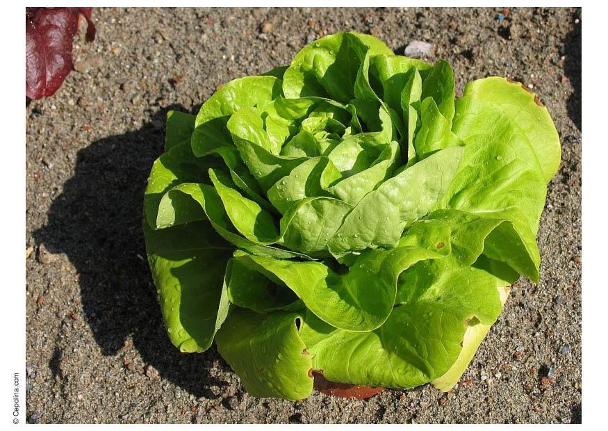 Photo lettuce