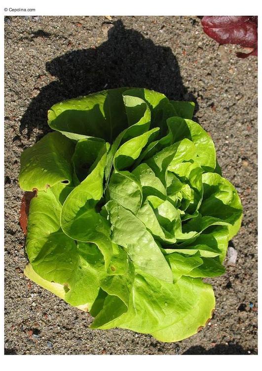 lettuce