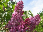 Photo lilac 2