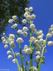 Photo lily of the valley 1