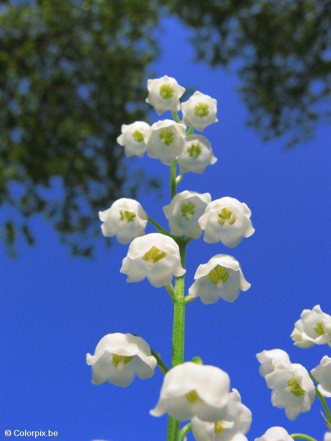 Photo lily of the valley