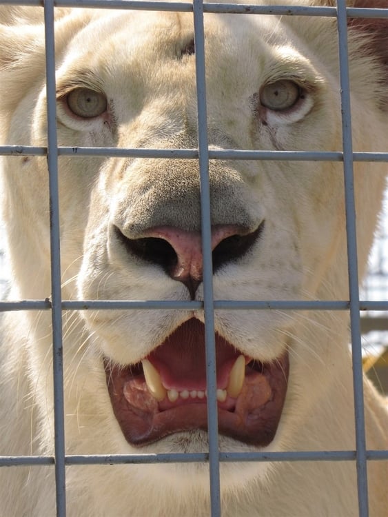 Photo lion in cage