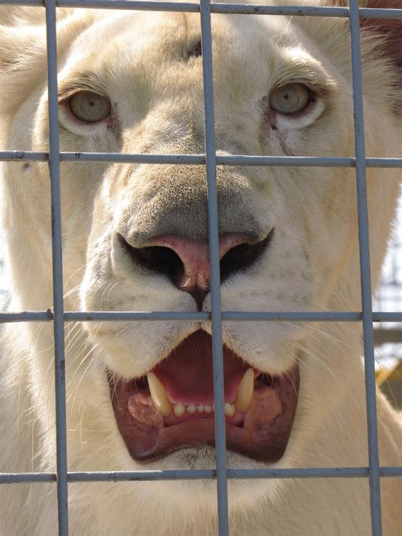 lion in cage