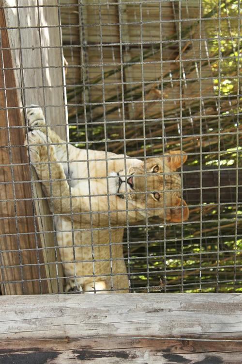lion in cage