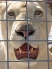 Photos lion in cage