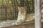 lion in cage