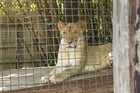 Photo lion in cage