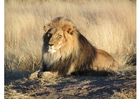 Photos lion