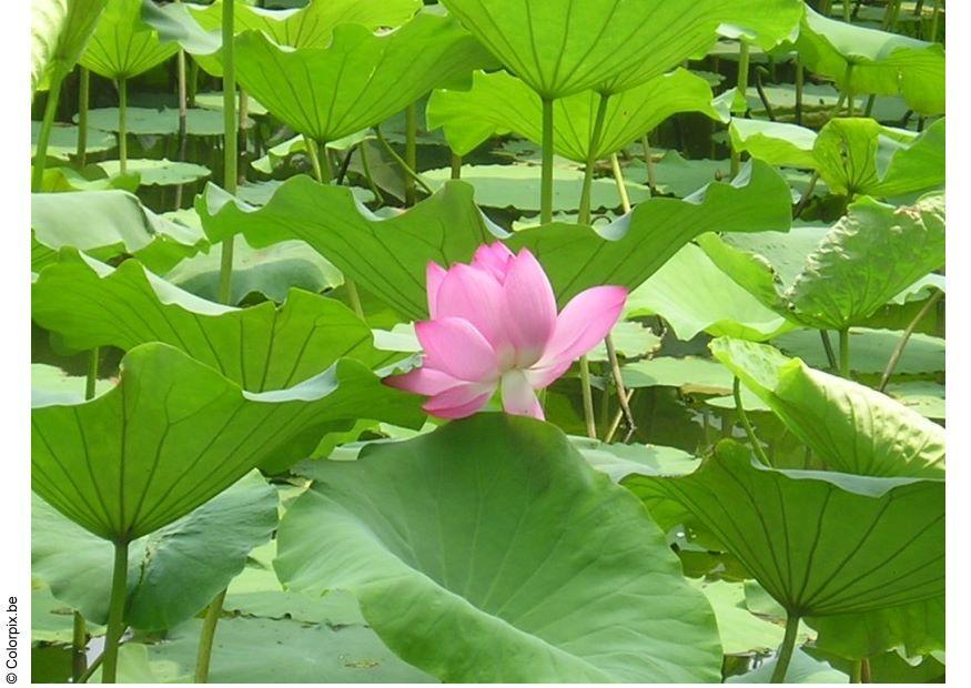 Photo lotus flower
