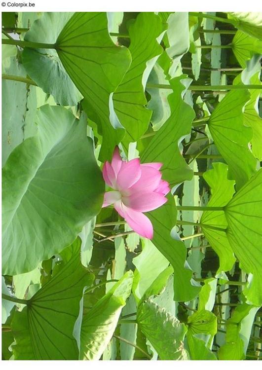 lotus flower