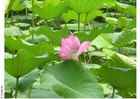 lotus flower